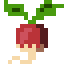 Radish